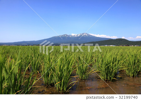 Chokaiyama幼苗 32199740