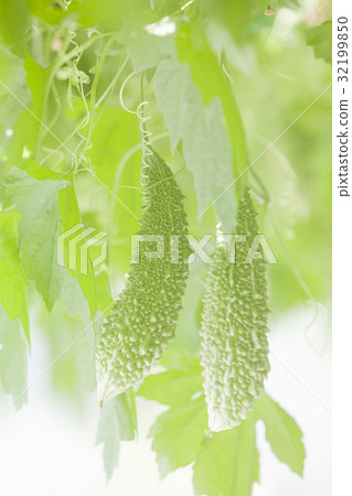 Goya goya bitter gourd 32199850