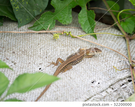 I've found a cane snake! 32200000