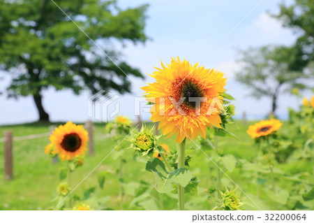 向日葵的花朵 向日葵的花朵 32200064