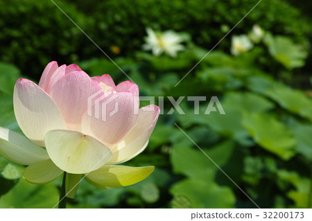 Sawa Kanonji的蓮花 32200173