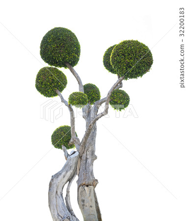 Bonsai tree Bonsai tree 32200183