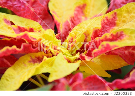 Hagiteito (chicken head) Hagiteito (chicken head) 32200358