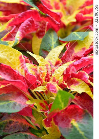 Hagiteito (chicken head) Hagiteito (chicken head) 32200359