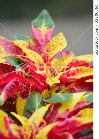 Hagiteito (chicken head) 32200360