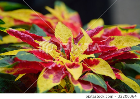 Hagiteito (chicken head) Hagiteito (chicken head) 32200364