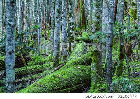 原始森林 32200477