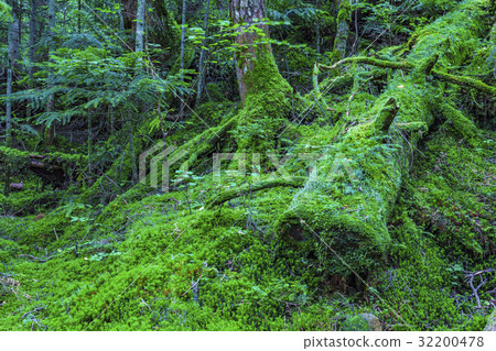 原始森林 32200478