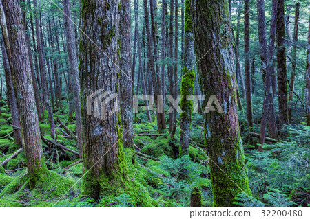 原始森林 32200480