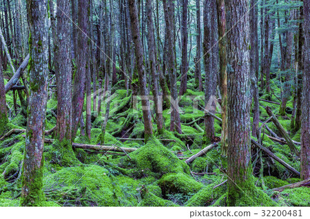原始森林 32200481