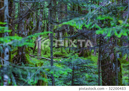Native forest Native forest 32200483