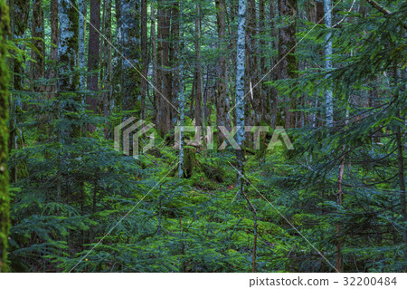 Native forest 32200484