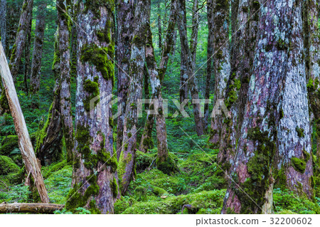 Native forest 32200602