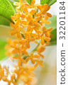 Osmanthus flower 32201184