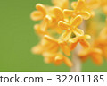 Osmanthus flower 32201185