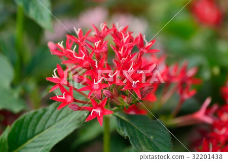 Pentas (Kusa Santanka) 32201438