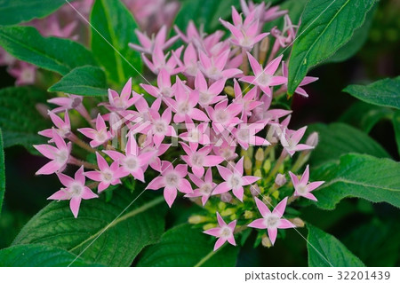 Pentas (Kusa Santanka) 32201439