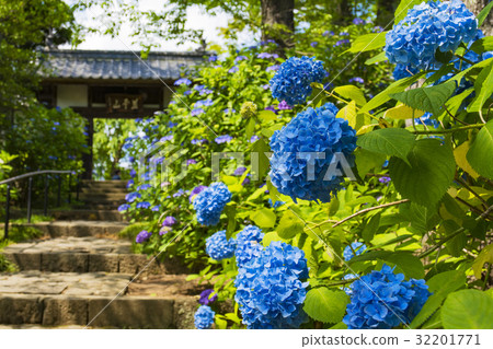 繡球仙人掌寺在仙台 繡球仙人掌寺在仙台 32201771