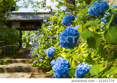 繡球仙人掌寺在仙台 32201774