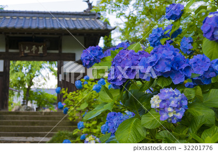 繡球仙人掌寺在仙台 32201776