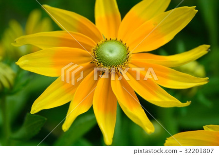 金光菊（ohhhangonso） 32201807