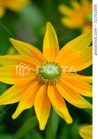 Rudbeckia (ohhhangonso) 32201808
