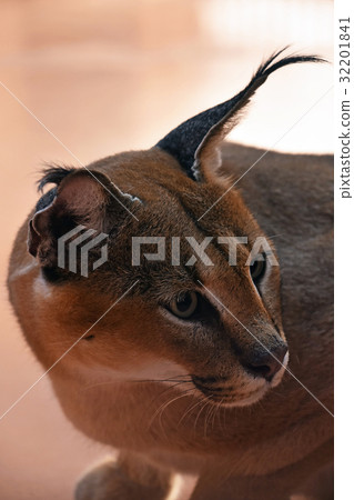 Close up side profile portrait of caracal 32201841