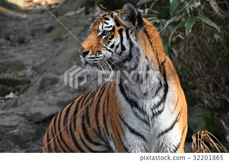 Close up side portrait of Siberian Amur tiger 32201865