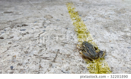 Frog carcasses on road. 32201890
