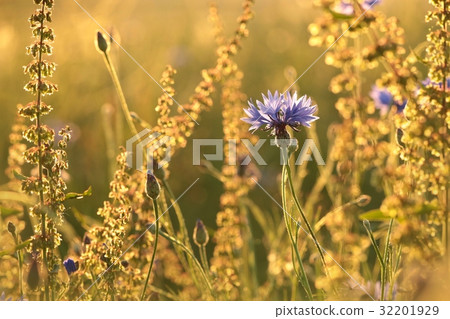 Cornflower in the field at dusk Cornflower in the field at dusk 32201929