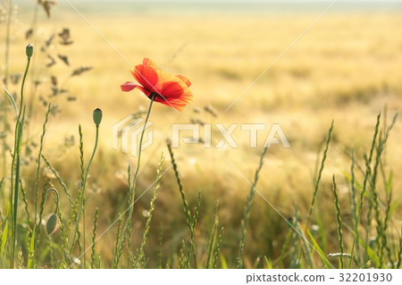 Poppy in the grain field Poppy in the grain field 32201930