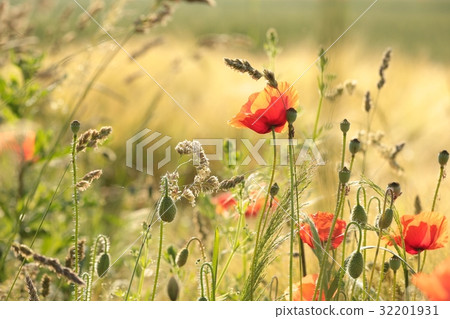 Poppy in the grain field Poppy in the grain field 32201931