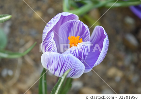 Spring Flower Crocus 2 Spring Flower Crocus 2 32201956