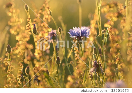 Cornflower in the field at dusk 32201973