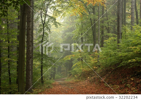 Path through the enchanted autumn forest Path through the enchanted autumn forest 32202234