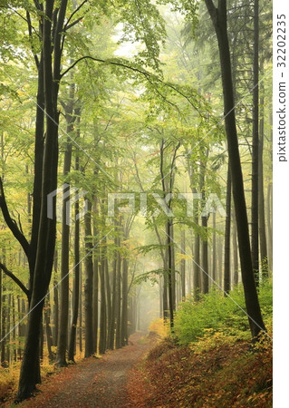 Autumn beech forest with mist in the distance 32202235
