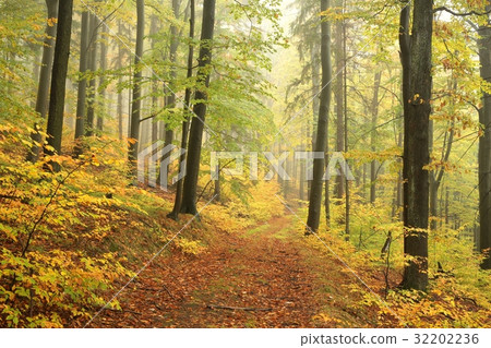 Autumn beech forest in misty weather 32202236