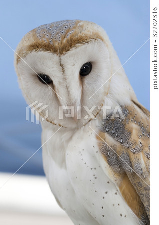 Barn owl 32202316