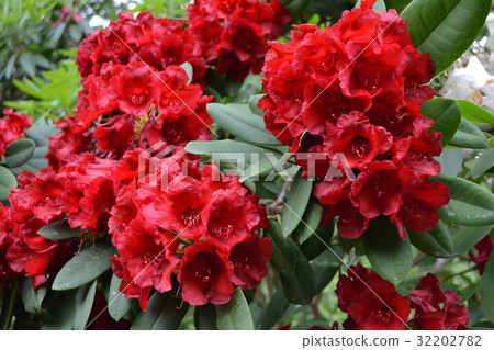 Western rhododendron blooming in Hirosaki castle botanical garden Western rhododendron blooming in Hirosaki castle botanical garden 32202782