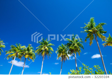 Palm tree on the sky 32203104