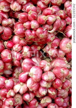 shallot 32203342