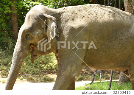 Yokohama Zoo Indian Elephant in Zoorasia 32203415