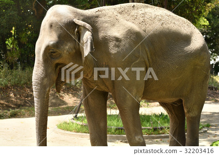 Yokohama Zoo Indian Elephant in Zoorasia 32203416