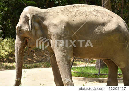 Yokohama Zoo Indian Elephant in Zoorasia 32203417