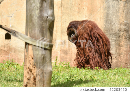 Yokohama Zoo Orangutan of Zurasia 32203430