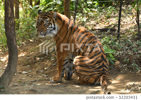 Yokohama Zoo Zurasia's Sumatran Tiger 32203431