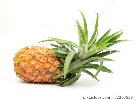 pineapple isolated pineapple isolated 32203539