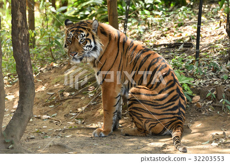 Yokohama Zoo Zurasia's Sumatran Tiger Yokohama Zoo Zurasia's Sumatran Tiger 32203553