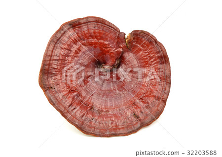 Giant Lingzhi isolated Giant Lingzhi isolated 32203588