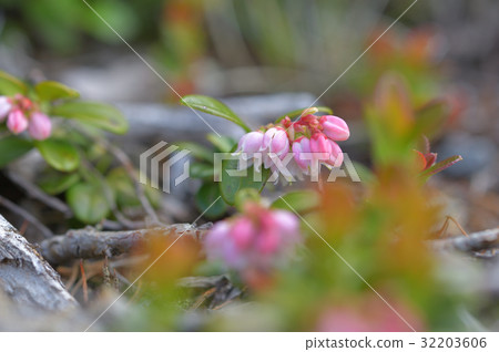 Bilberry Flower at Nikko Shirane Mountain 32203606